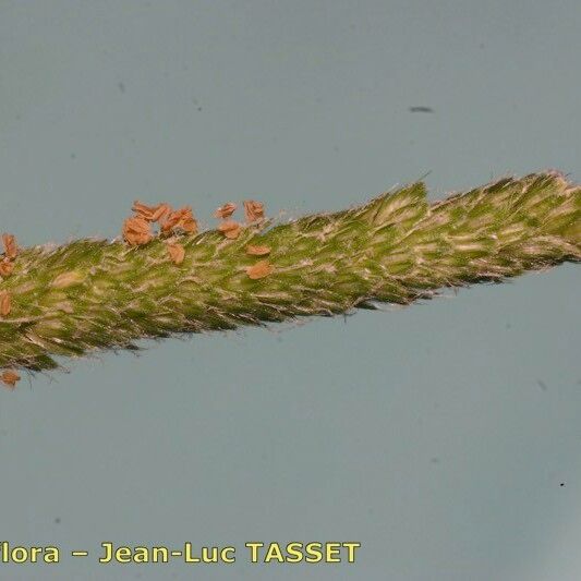 Alopecurus aequalis Flower