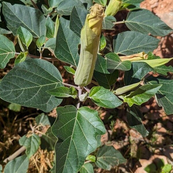 Datura wrightii 葉