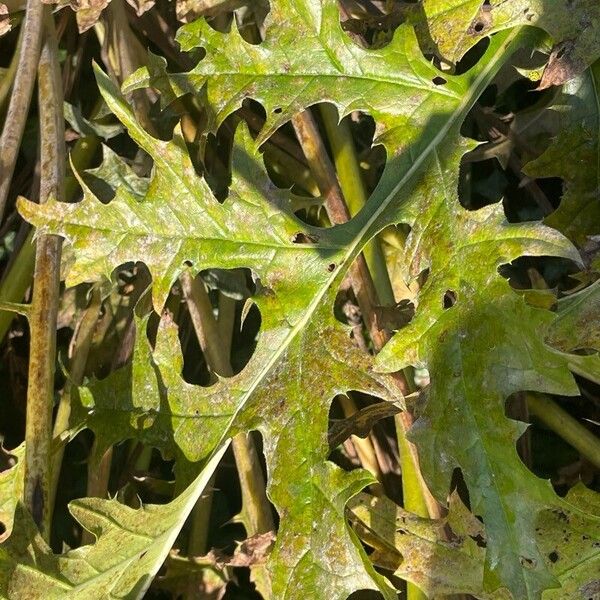 Acanthus spinosus برگ