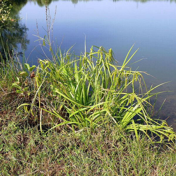 Carex pseudocyperus Habit