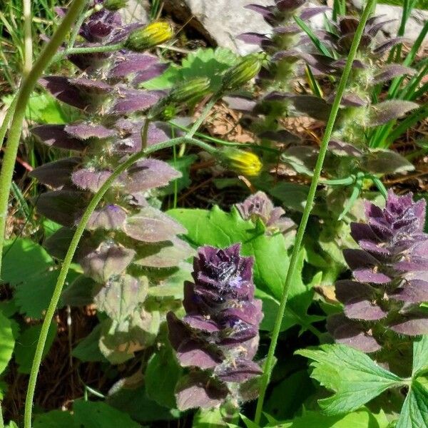 Ajuga pyramidalis Leht