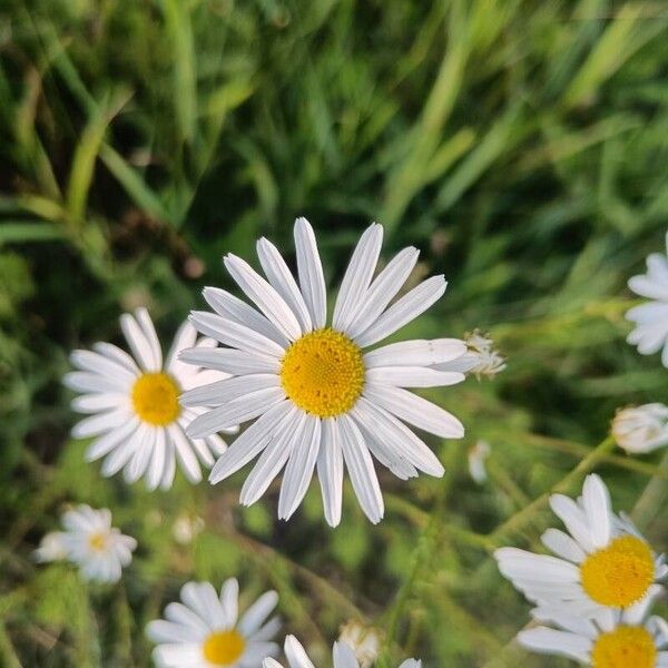 Tripleurospermum inodorum Floro