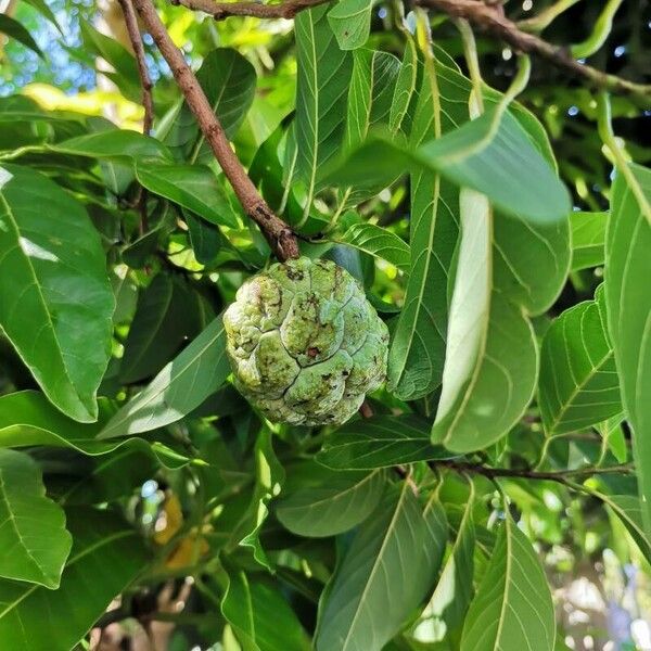 Annona squamosa Fruct