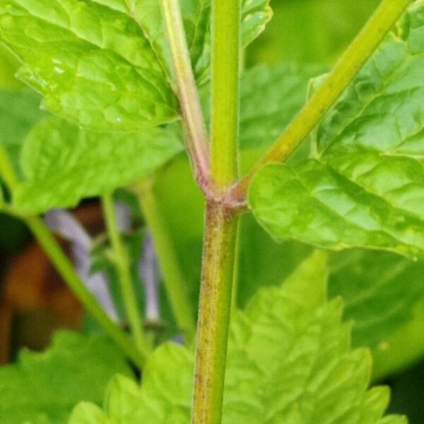 Scutellaria altissima Bark