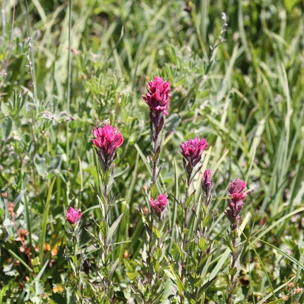 Castilleja parviflora Hábitos