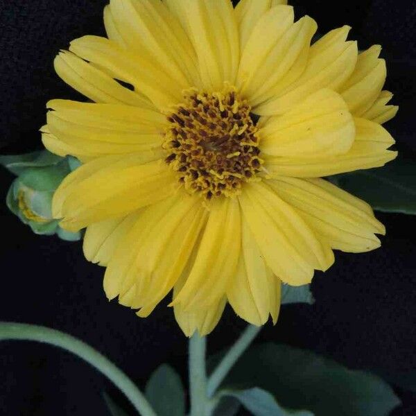 Aldama grandiflora Blomst