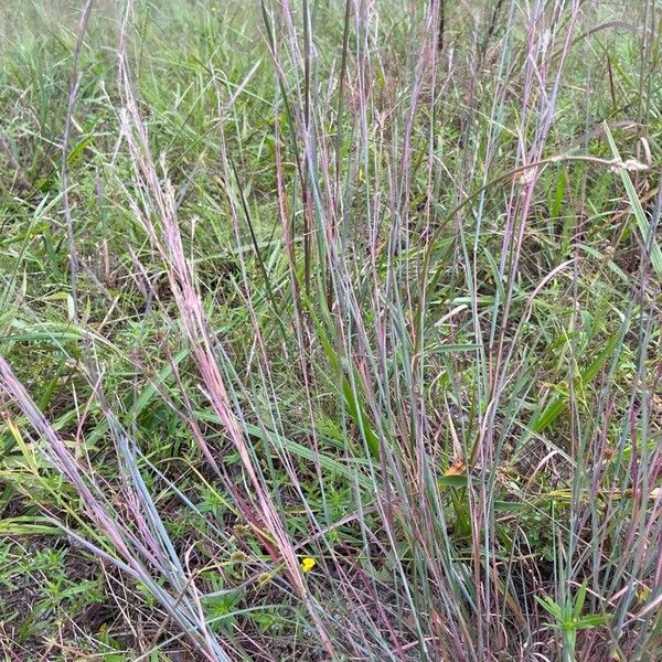 Schizachyrium scoparium Leaf