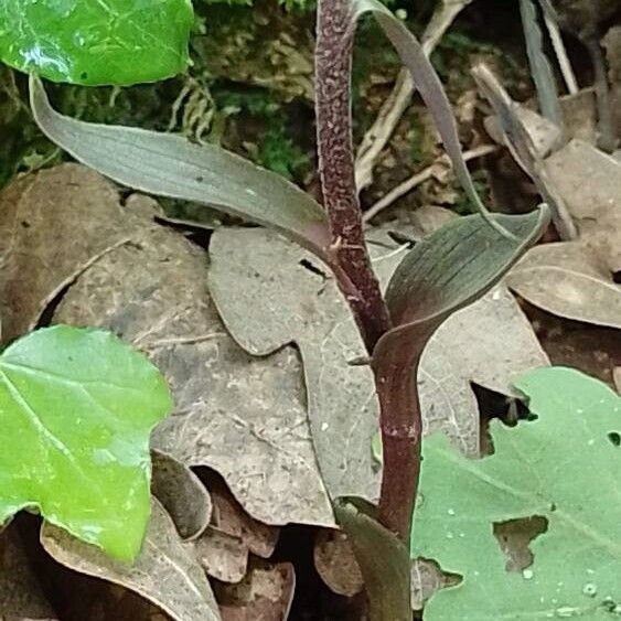 Epipactis microphylla पत्ता