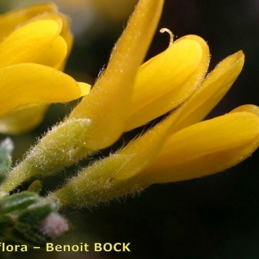 Genista pulchella Λουλούδι