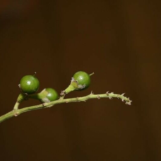 Banara guianensis Gyümölcs