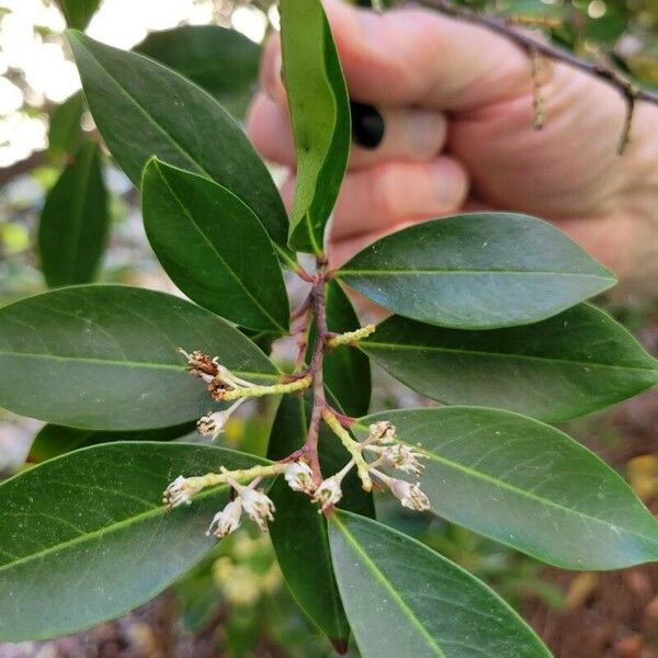 Prunus caroliniana Fiore