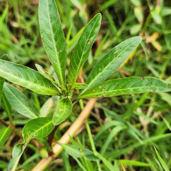 Ludwigia adscendens List