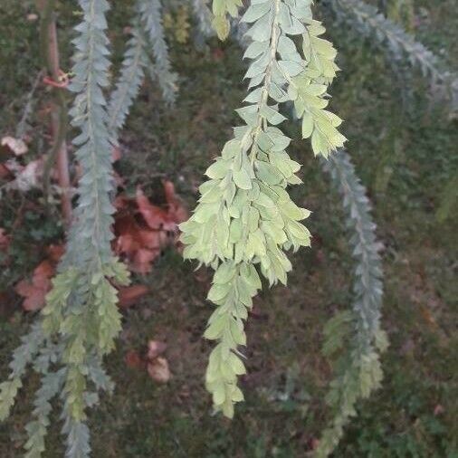 Acacia cultriformis List