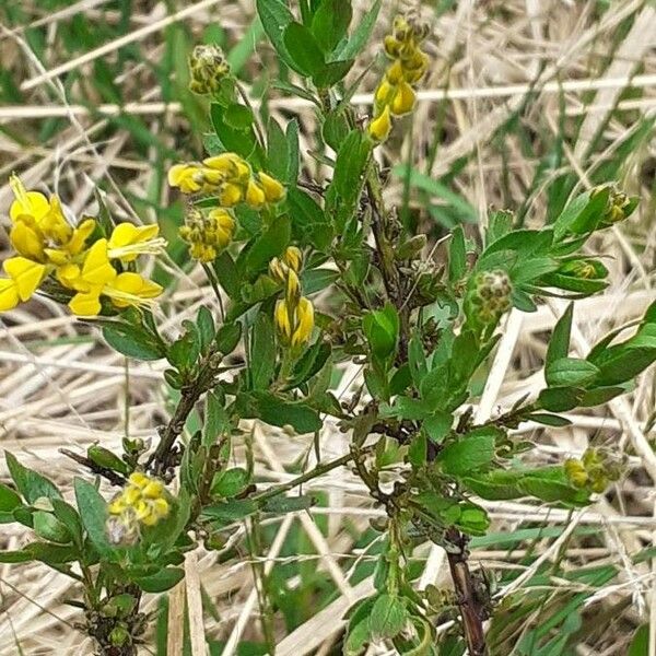 Genista germanica ശീലം