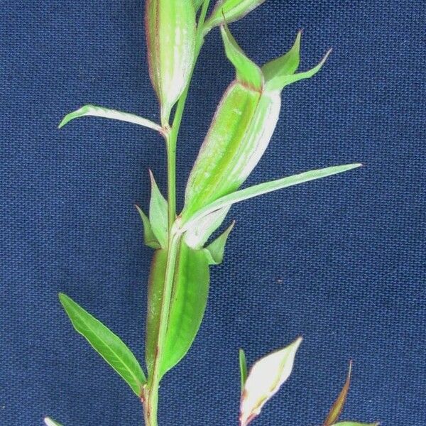 Ludwigia decurrens Other