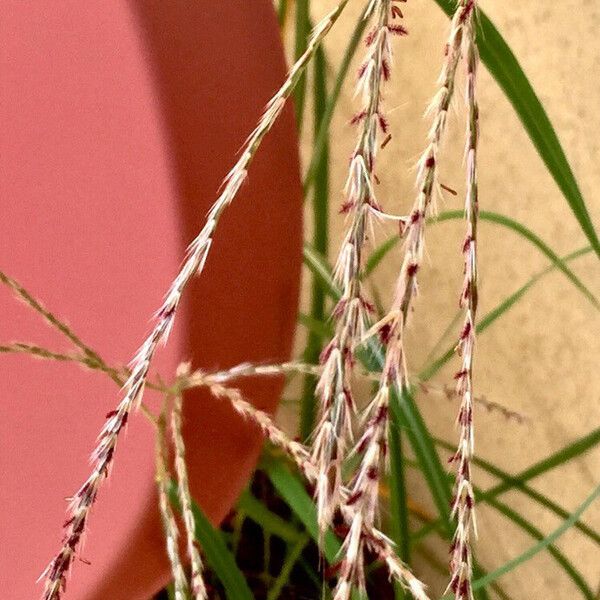 Digitaria sanguinalis 花