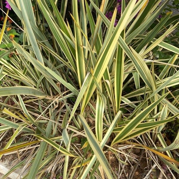 Phormium tenax Lehti