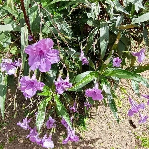 Ruellia simplex Çiçek