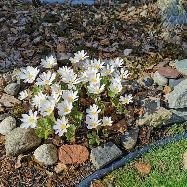 Sanguinaria canadensis Kwiat