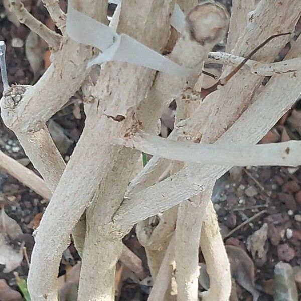 Pandorea jasminoides Rinde