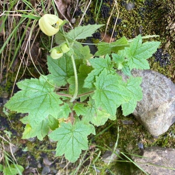 Calceolaria lobata 葉