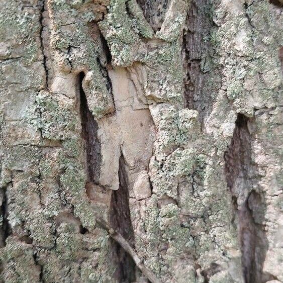 Fraxinus pennsylvanica Bark