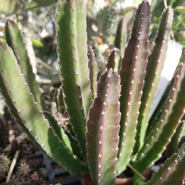 Stapelia hirsuta Leaf