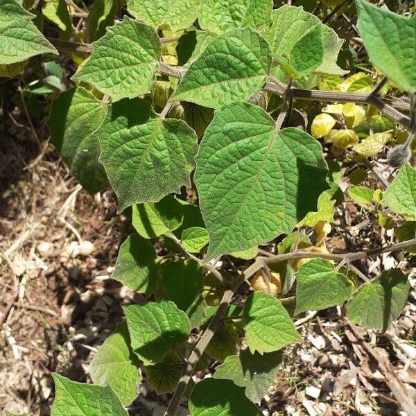 Physalis pubescens Blatt