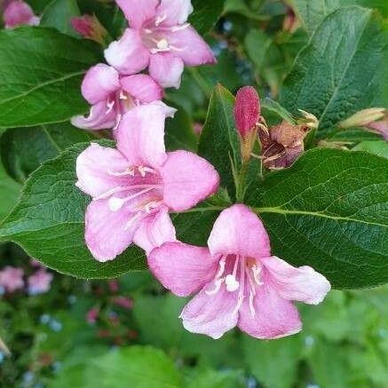 Weigela florida Flower