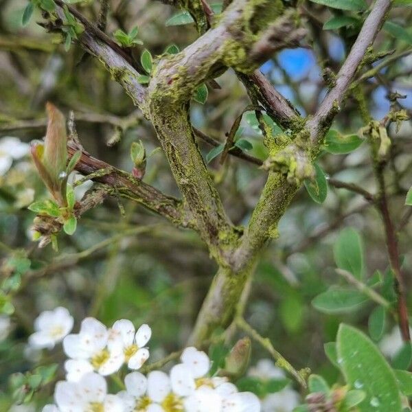 Spiraea hypericifolia Kora