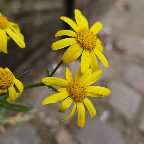 Senecio squalidus Květ