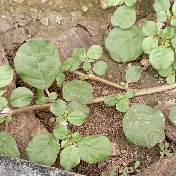 Trianthema portulacastrum Leaf