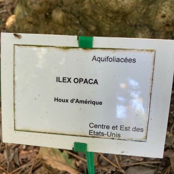 Ilex opaca Other