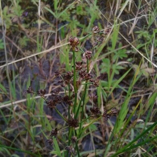 Juncus articulatus Цветок