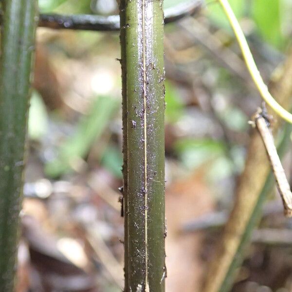 Pteris hamulosa Leaf