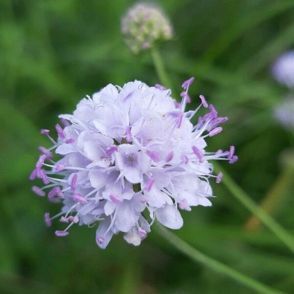 Succisella inflexa Flower