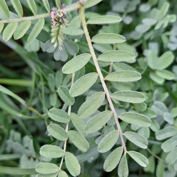 Astragalus asterias Лист