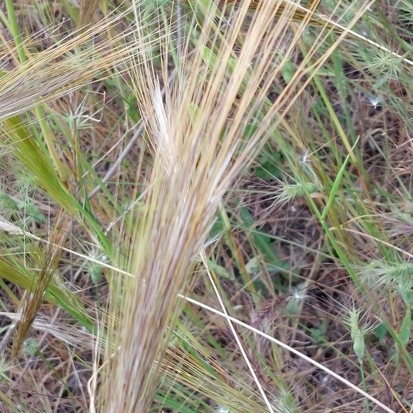 Stipellula capensis फूल