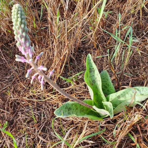 Ledebouria kirkii Övriga