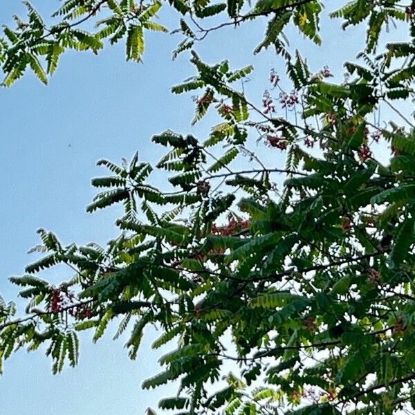 Cassia grandis Blomst