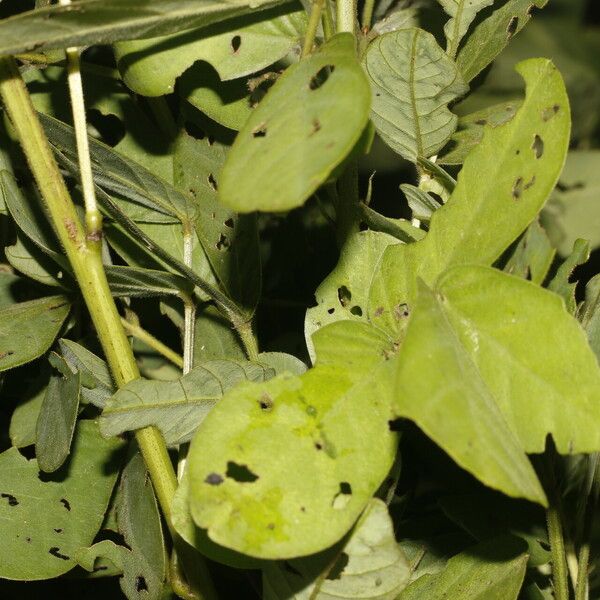 Senna obtusifolia Blad