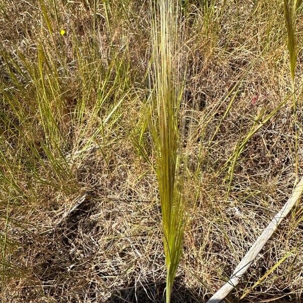 Stipellula capensis Blomst