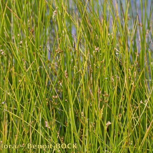 Juncus filiformis Habitus