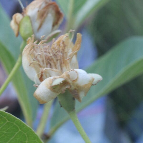 Psidium guineense Fruit