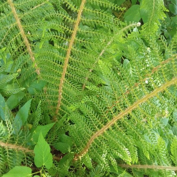 Polystichum braunii Blad