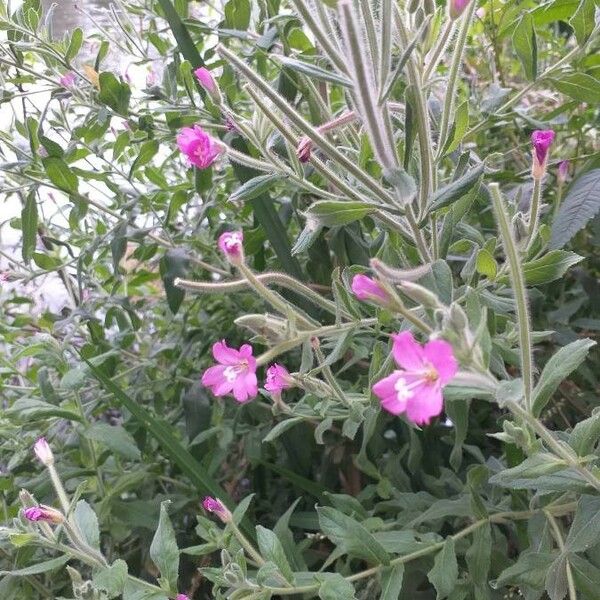 Epilobium hirsutum Flor