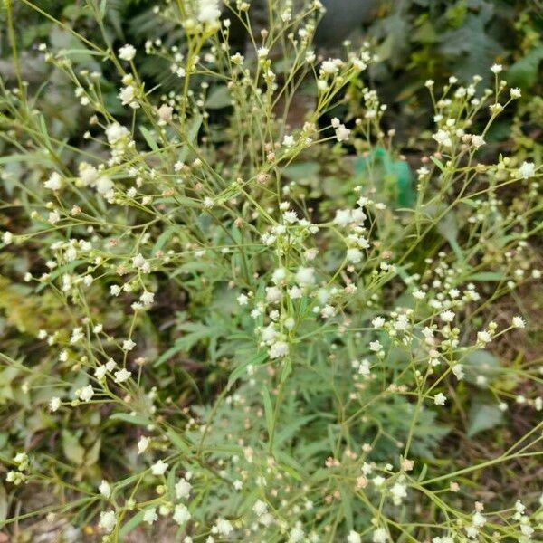 Parthenium hysterophorus Kukka