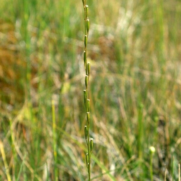 Triglochin palustris Plod