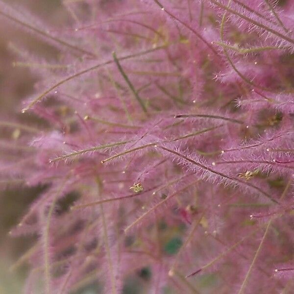 Cotinus coggygria ফুল