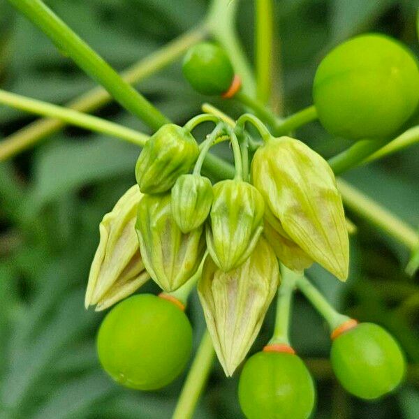 Manihot grahamii Flors